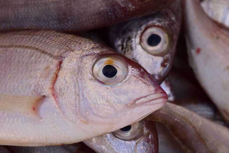 活血化瘀吃什么鱼哪些食物也能起到活血化瘀的作用