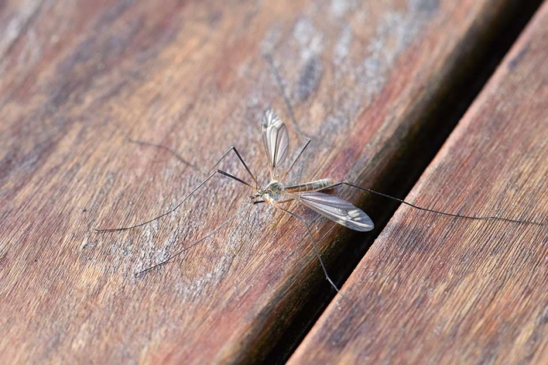 蚊子叮咬为什么会痒被蚊子叮咬后止痒的三个绝招